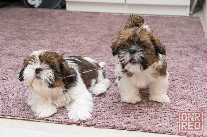 Продаются щенки Ши-тцу Донецк - изображение 4