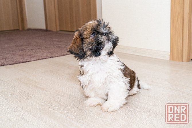 Продаются щенки Ши-тцу Донецк - изображение 1