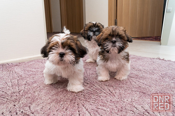 Продаются щенки Ши-тцу Донецк - изображение 3