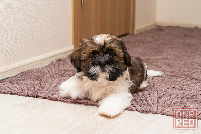 Продаются щенки Ши-тцу Донецк - изображение 2