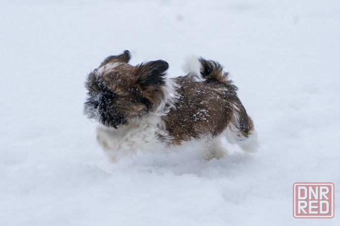 Продаются щенки Ши-тцу Донецк - изображение 5