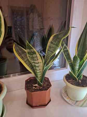 Комнатные цветы Макеевка