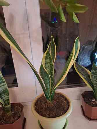 Комнатные цветы Макеевка