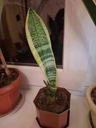 Комнатные цветы Макеевка