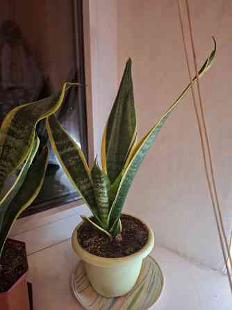 Комнатные цветы Макеевка