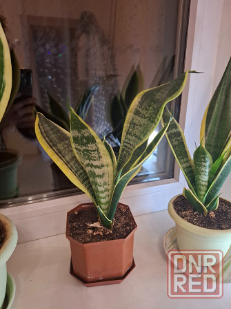 Комнатные цветы Макеевка - изображение 4