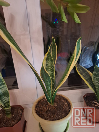 Комнатные цветы Макеевка - изображение 1