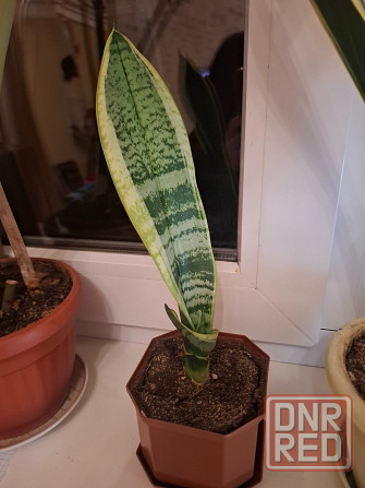 Комнатные цветы Макеевка - изображение 2