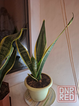 Комнатные цветы Макеевка - изображение 3