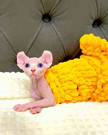 Канадский сфинкс и эльф Макеевка