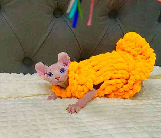 Канадский сфинкс и эльф Макеевка