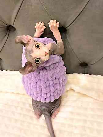 Канадский сфинкс и эльф Макеевка