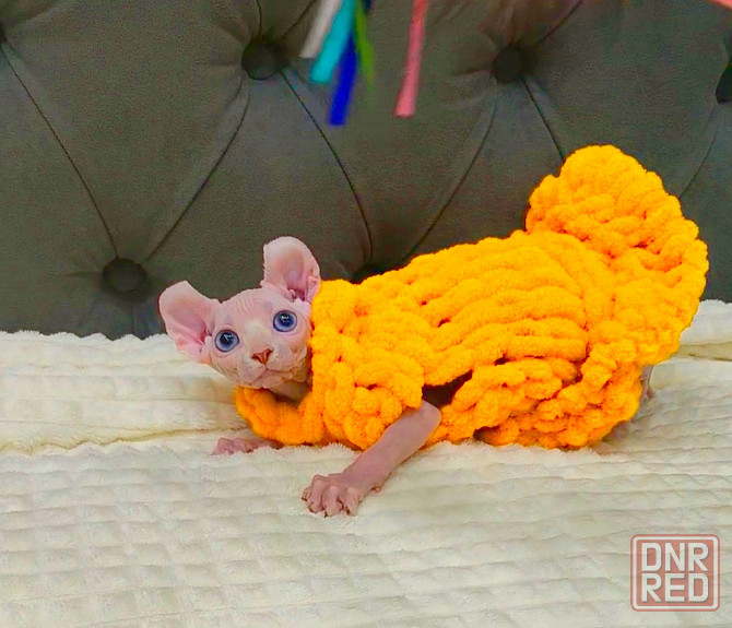 Канадский сфинкс и эльф Макеевка - изображение 3