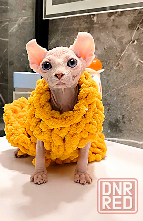 Канадский сфинкс и эльф Макеевка - изображение 2