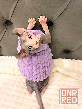 Канадский сфинкс и эльф Макеевка - изображение 4