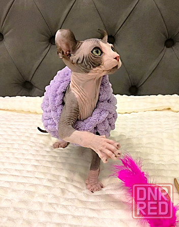 Канадский сфинкс и эльф Макеевка - изображение 6