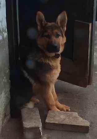 Немецкая овчарка Макеевка