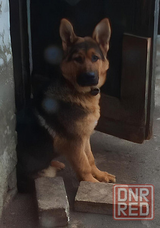 Немецкая овчарка Макеевка - изображение 1