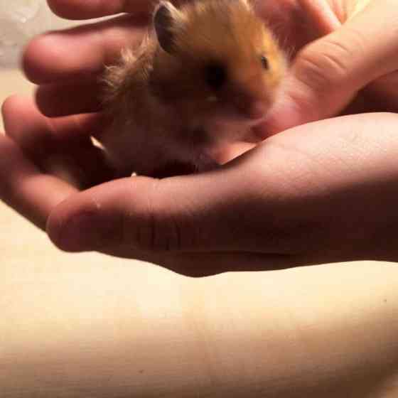 Сирийские хомячки! Донецк