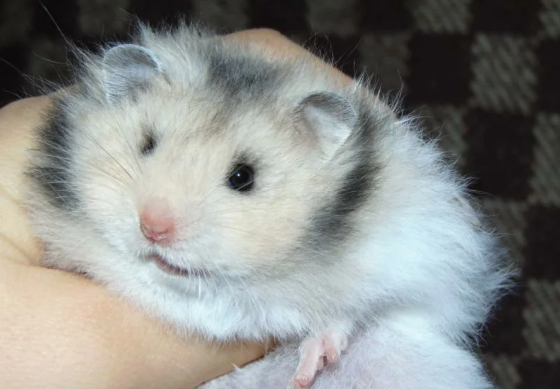 Сирийские хомячки! Донецк