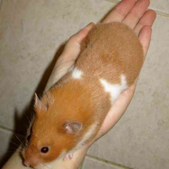 Сирийские хомячки! Донецк