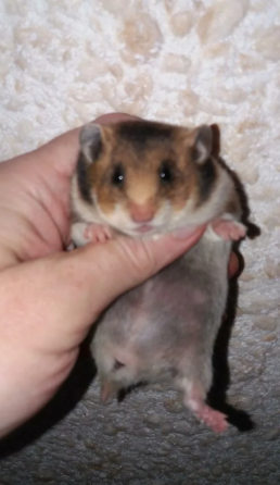 Сирийские хомячки! Донецк