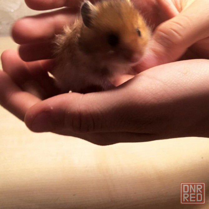 Сирийские хомячки! Донецк - изображение 1