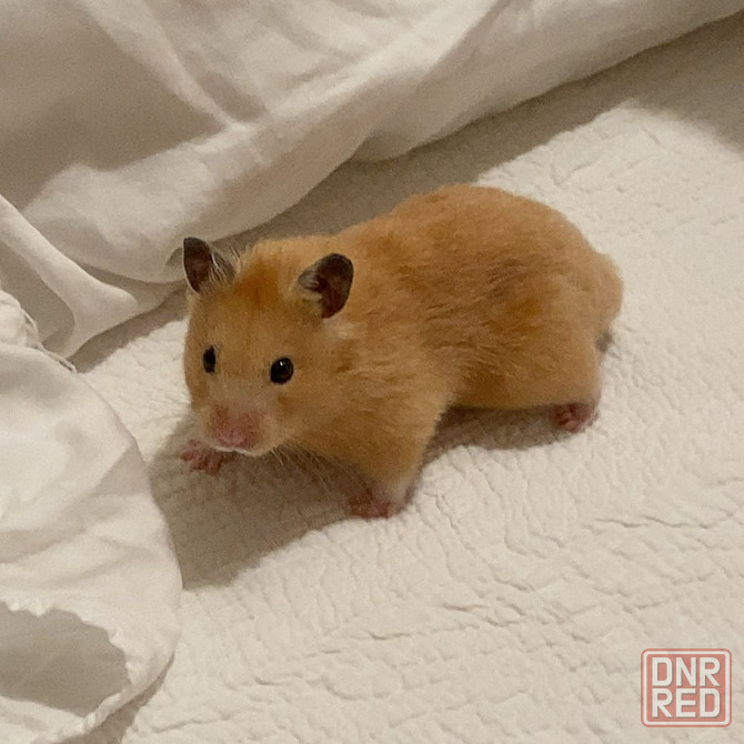 Сирийские хомячки! Донецк - изображение 3