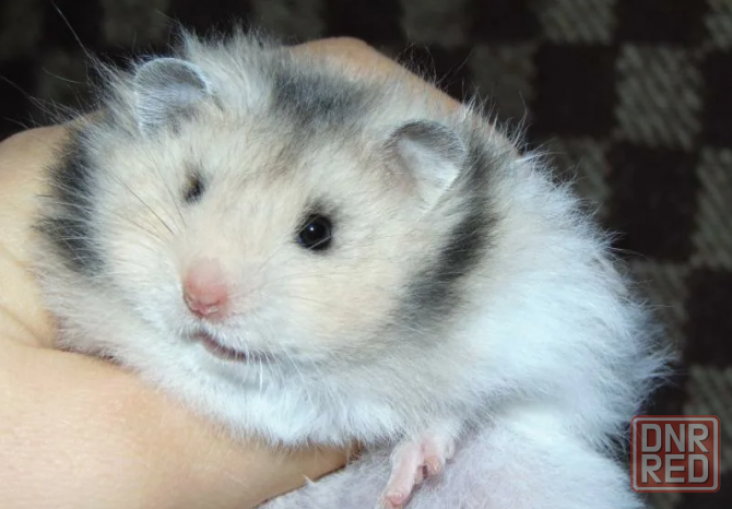 Сирийские хомячки! Донецк - изображение 2