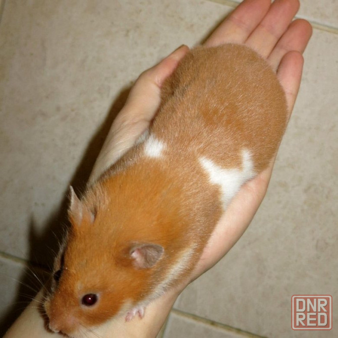 Сирийские хомячки! Донецк - изображение 5