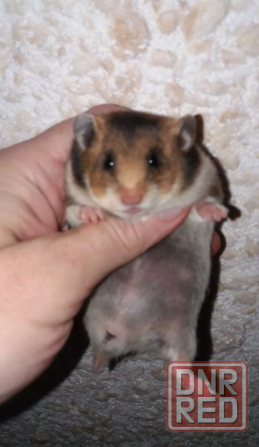 Сирийские хомячки! Донецк - изображение 4