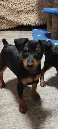 Мальчики цвергпинчера 2месяца Донецк