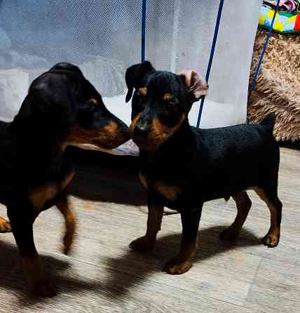 Мальчики цвергпинчера 2месяца Донецк