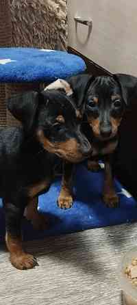 Мальчики цвергпинчера 2месяца Донецк
