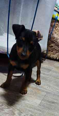 Мальчики цвергпинчера 2месяца Донецк