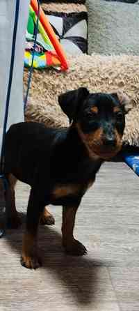 Мальчики цвергпинчера 2месяца Донецк