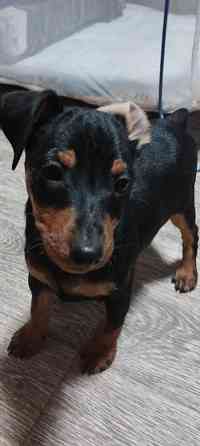 Мальчики цвергпинчера 2месяца Донецк