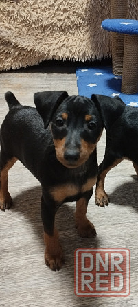 Мальчики цвергпинчера 2месяца Донецк - изображение 3