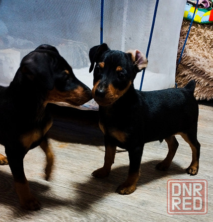 Мальчики цвергпинчера 2месяца Донецк - изображение 6