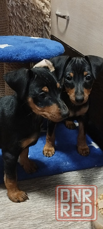 Мальчики цвергпинчера 2месяца Донецк - изображение 1