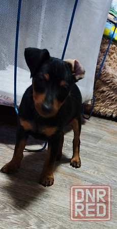 Мальчики цвергпинчера 2месяца Донецк - изображение 5