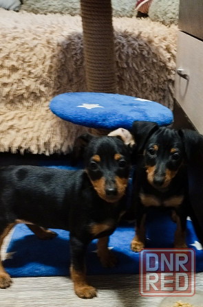 Мальчики цвергпинчера 2месяца Донецк - изображение 7