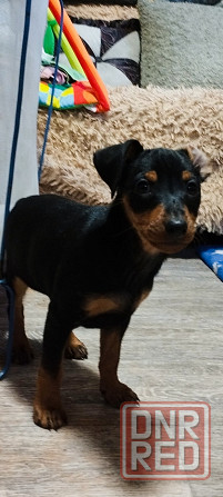 Мальчики цвергпинчера 2месяца Донецк - изображение 4