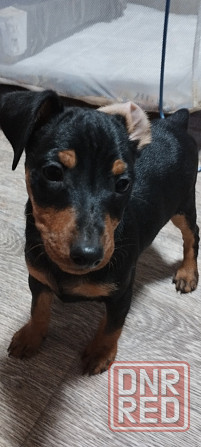 Мальчики цвергпинчера 2месяца Донецк - изображение 2