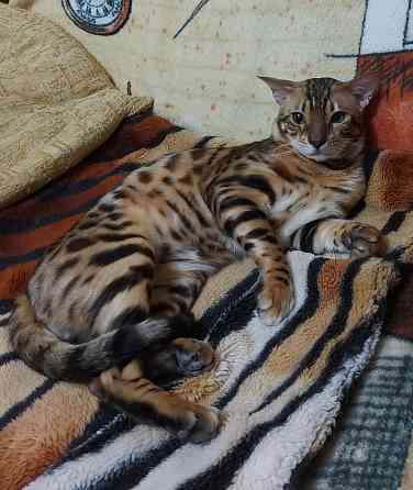 Молодой кот серенгети Мариуполь