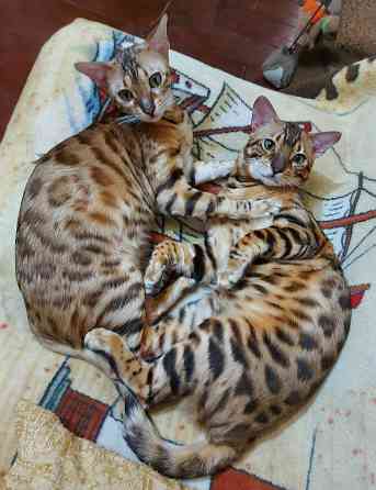 Молодой кот серенгети Мариуполь