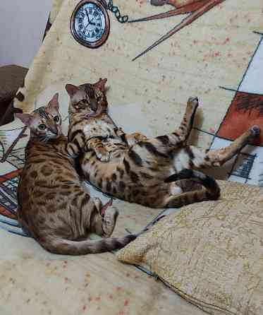 Молодой кот серенгети Мариуполь