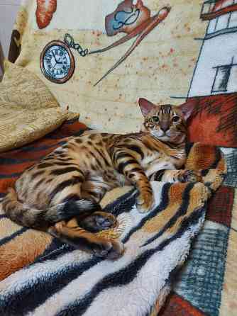 Молодой кот серенгети Мариуполь