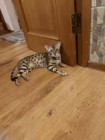 Молодой кот серенгети Мариуполь