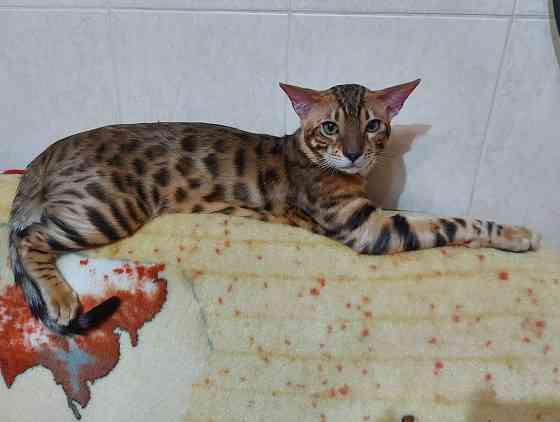 Молодой кот серенгети Мариуполь